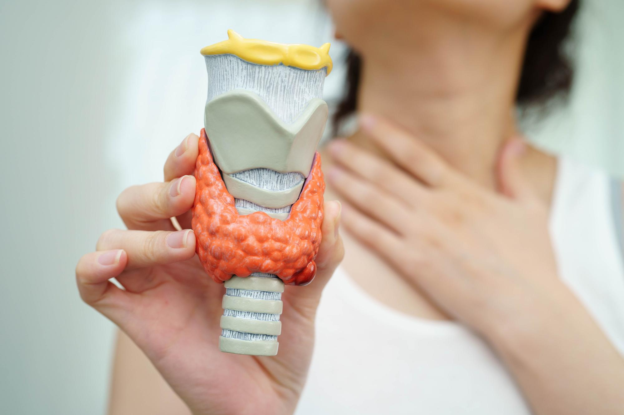 ไทรอยด์และพาราไทรอยด์